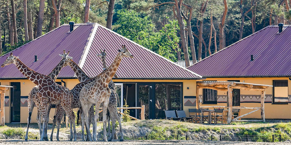 Overnachten in een 6-persoons Savanne Lodge met 6 personen Overnachten in een 6-persoons Savanne Lodge met 6 personen
