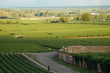 Uitzicht over de wijnvelden
