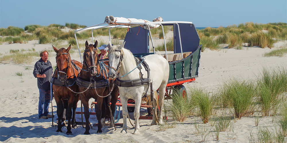 Op Terschelling maak je een huiskartocht met de firma Terpstra Op Terschelling maak je een huiskartocht met de firma Terpstra