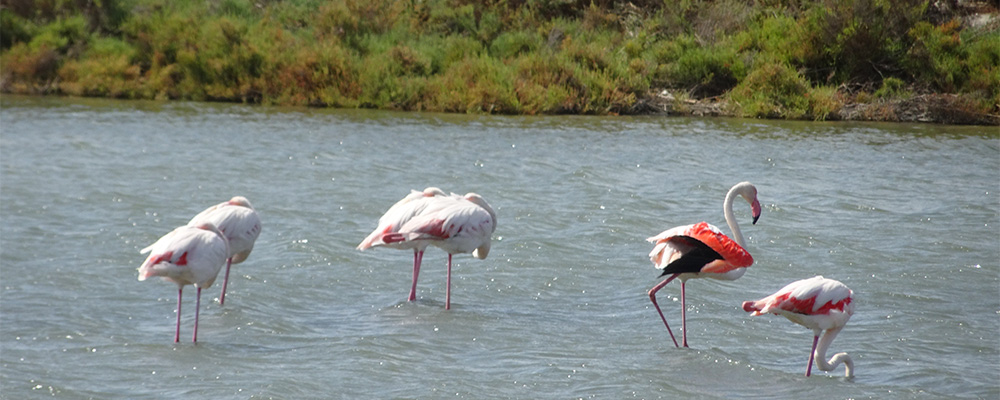 De Camargue met de wilde paarden, stieren en flamingos