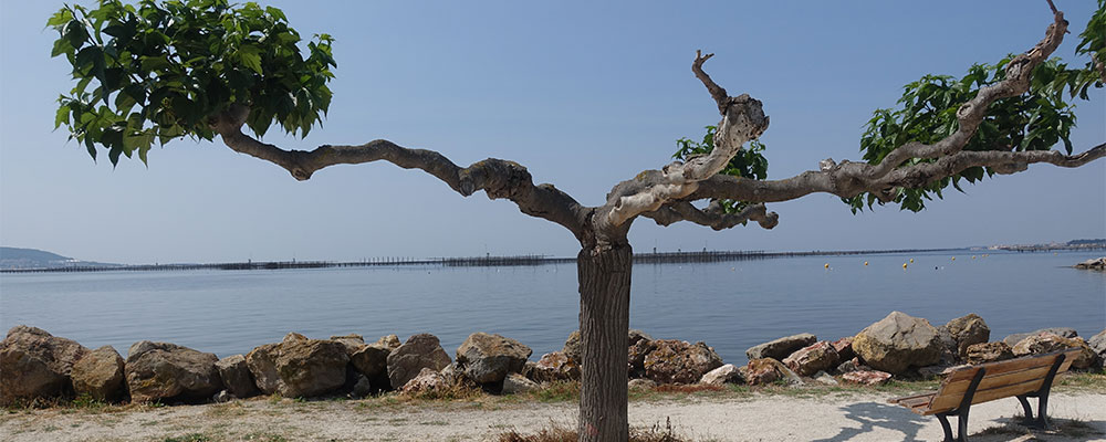 Uitzicht op Etang de Thau vanaf Bouzigeus