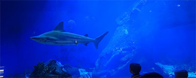 Blog