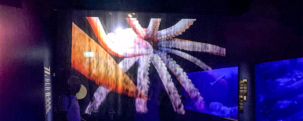 Wandel hier maar eens doorheen, projectie op nevelwatergordijn van een inktvis