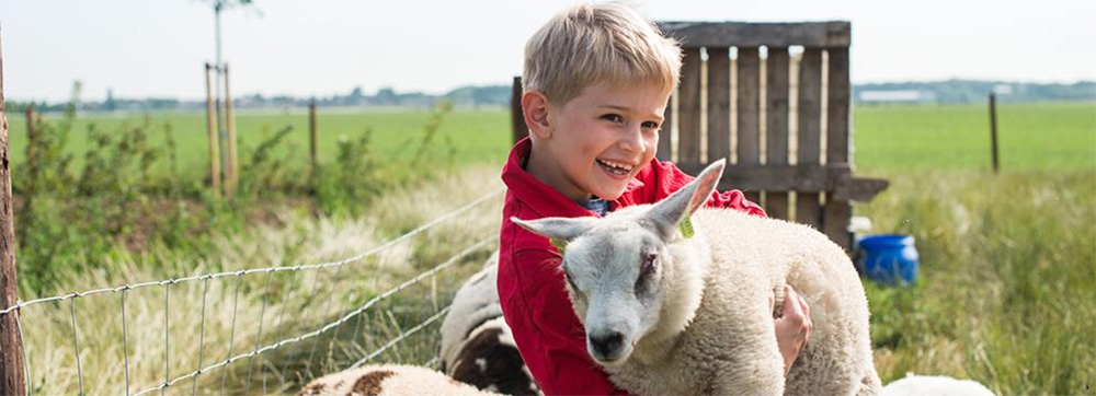 Schaapjes knuffelen op een Farmcamps boerderij