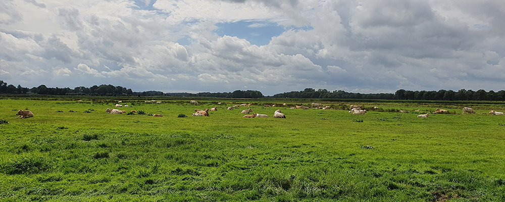 De mooie natuur in Ootmarsum