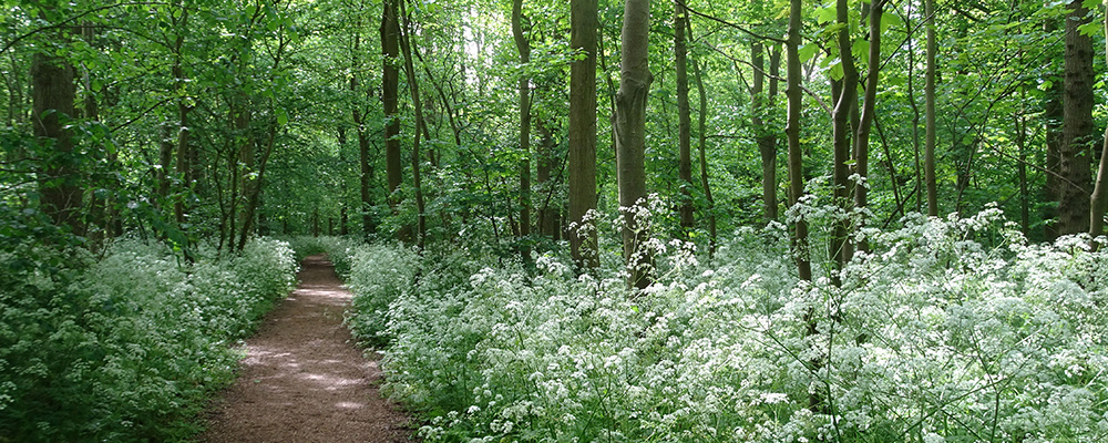 Wandelpaden door de bossen Heerlijk wandelen in het voorjaar