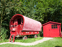 Vreemde Vogel Papegaai