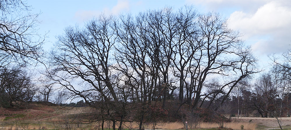 Loonse en Drunense Duinen Loonse en Drunense Duinen