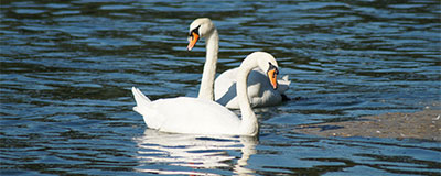 Fietsen langs de Rijn.
