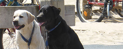 Op vakantie met Max, Daisy, Luna of Spike