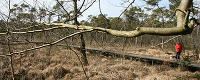 File bij knooppunt Azelo