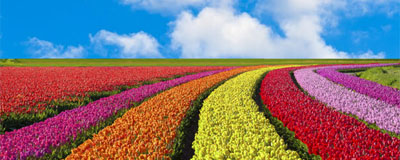 Top 10 activiteiten in onze Bollenstreek