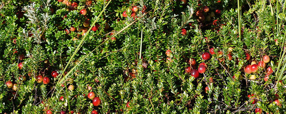Cranberries vind je op volop op Terschelling, ook veel producten gemaakt van cranberries