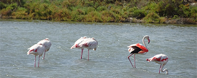 Zuid-Frankrijk door een roze zonnebril