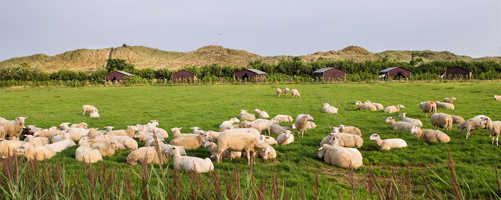Glampen op Terschelling