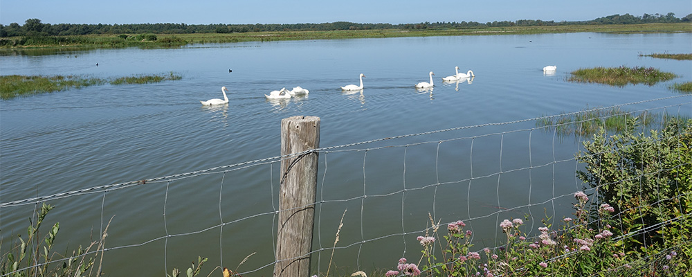 geweldige flora en fauna aan de baai van de rivier de Somme geweldige flora en fauna aan de baai van de rivier de Somme