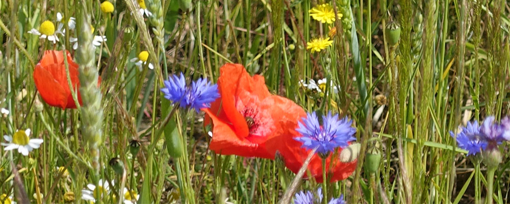 voorjaar, meivakantie 2025