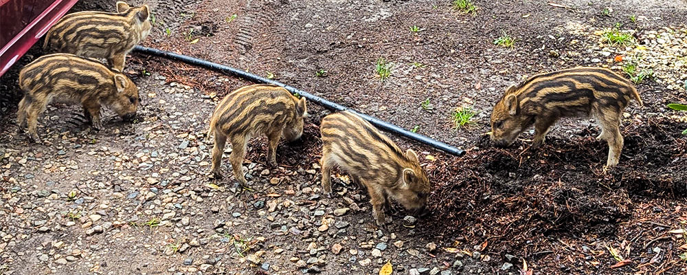 dieren spotten zoals deze biggetjes