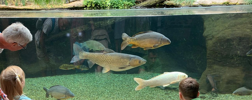 wow, dat zijn nog eens vissen