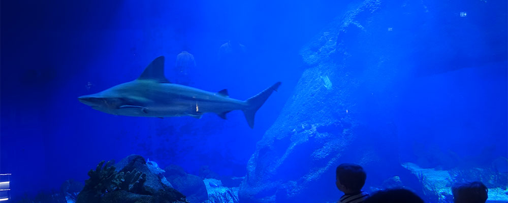 Haaien in aquarium Oniria in Canet-en -Roussillon