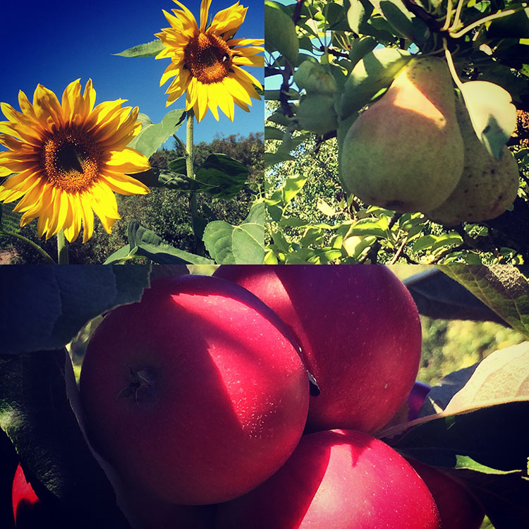 Fietsen door de Elzas Fietsen door de Elzas