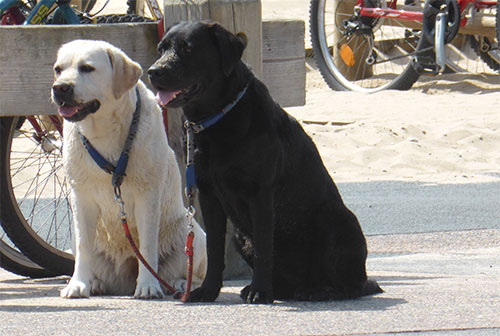 Hond mee op vakantie Hond mee op vakantie