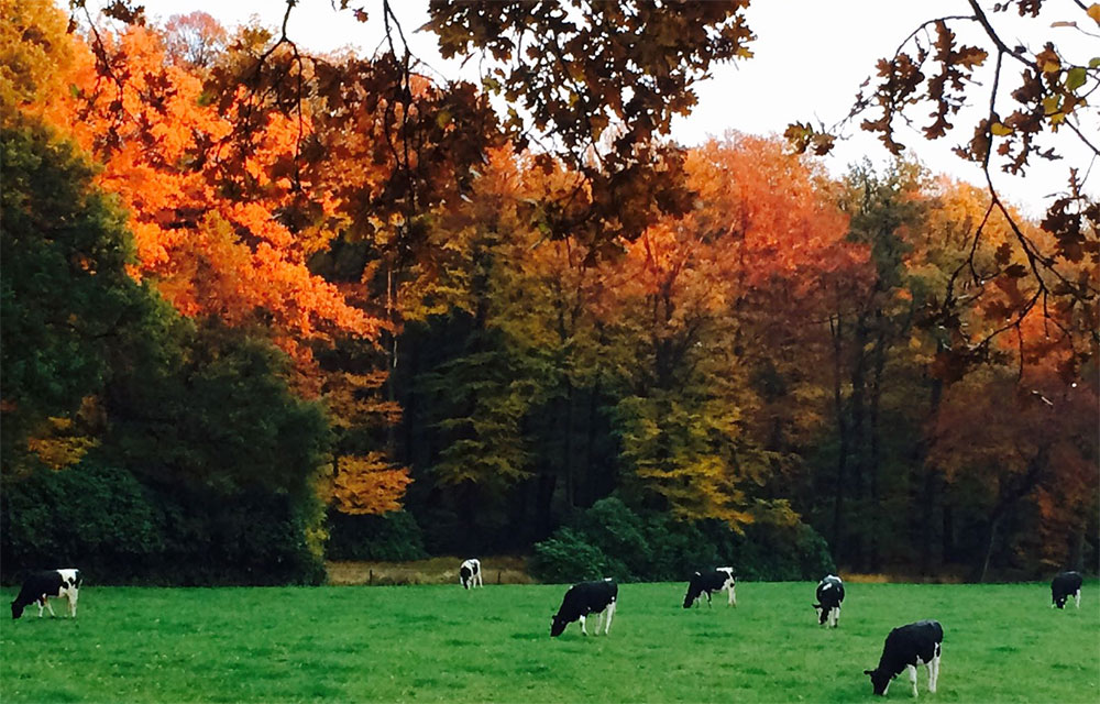 Wandelen over het Landgoed Twickel Wandelen over het Landgoed Twickel