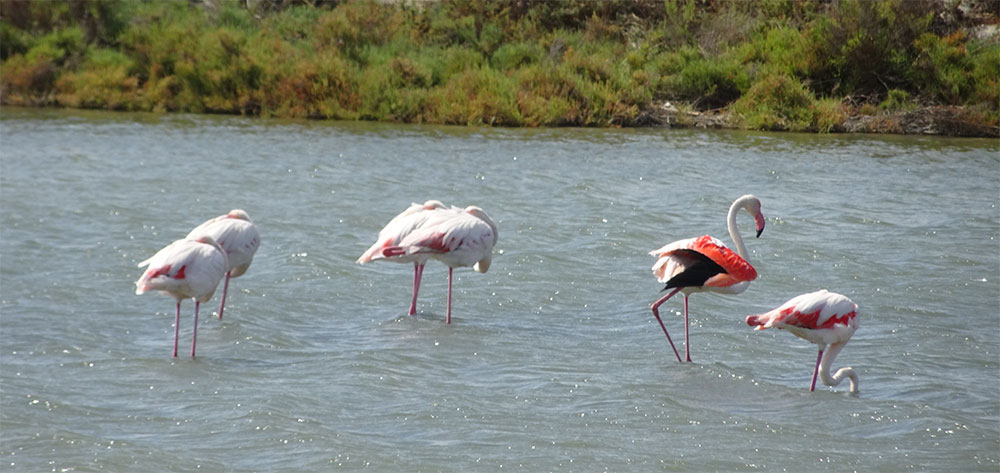 Roze flamingo Roze flamingo