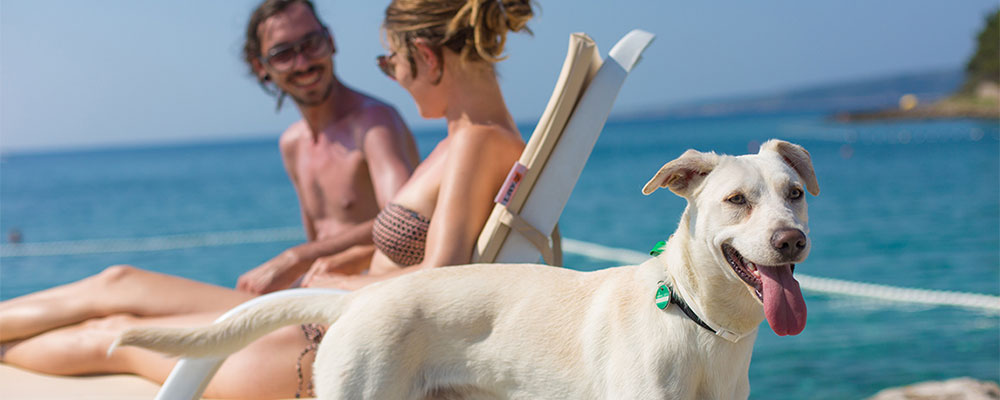 Met de hond op het strand