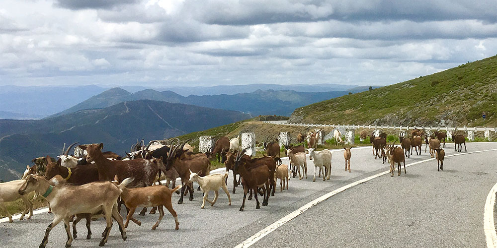 Onderweg naar de Figas do Ermelo Onderweg naar de Figas do Ermelo