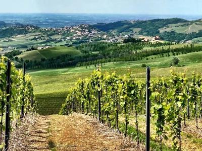 Thumbnail 5 van Per Amore Del Vino