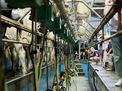 Thumbnail 3 van BoerenBed Billingsmoor Farm