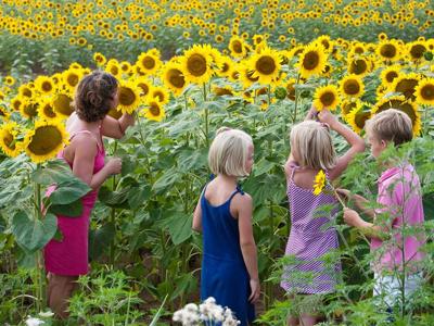 Thumbnail 2 van Molecaten Park Legend Estate