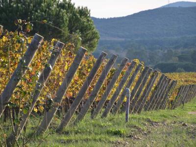 Thumbnail 2 van Tenuta Poggio Rosso