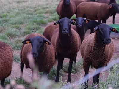 Thumbnail 3 van BoerenBed Ferme de Rochefort en Ardenne