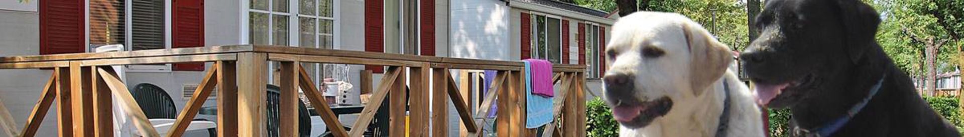 Honden Welkom in Nederland